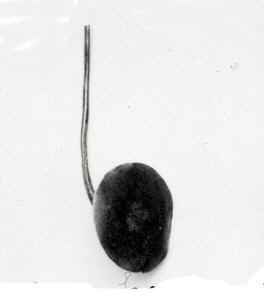 Katherine Couture Research